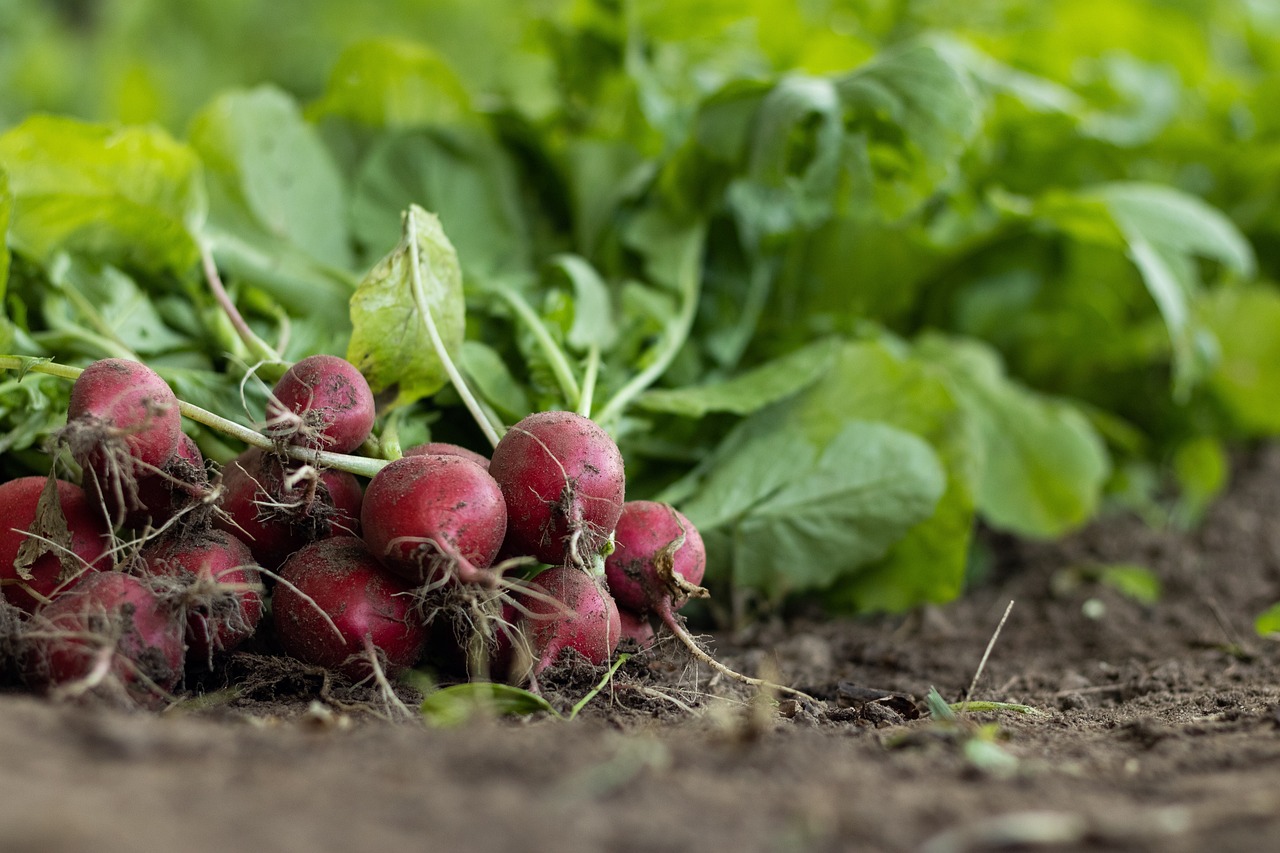 découvrez l'univers de l'agriculture : pratiques durables, innovations technologiques et tendances du marché. informez-vous sur les enjeux environnementaux, les méthodes de culture et d'élevage, et comment l'agriculture façonne notre alimentation et notre économie.