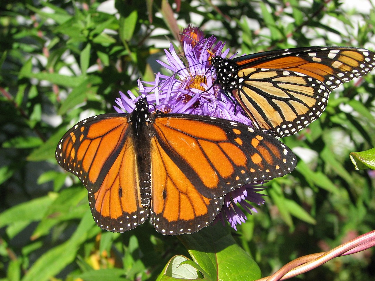 découvrez les papillons monarques, leurs magnifiques couleurs orangées, leur migration spectaculaire et leur rôle essentiel dans l'écosystème.