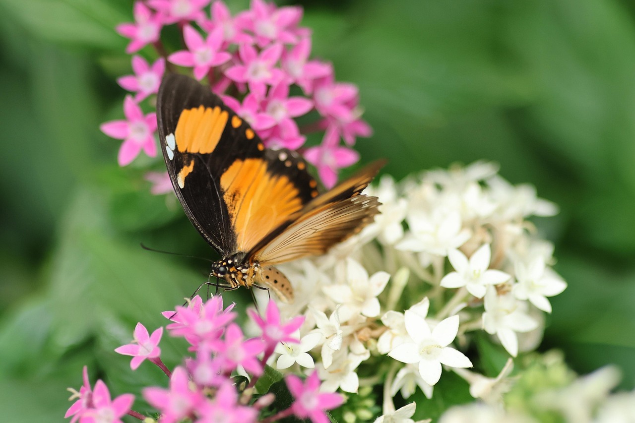 découvrez l'importance de la biodiversité, son rôle crucial dans l'équilibre des écosystèmes et les actions pour la préserver.