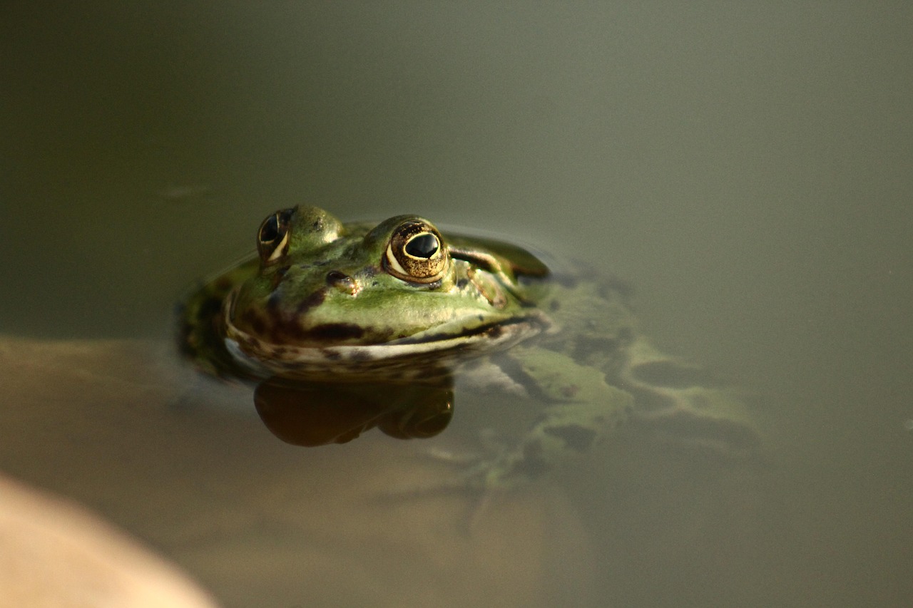 découvrez l'importance des zones humides, leur biodiversité unique et leur rôle crucial dans l'équilibre écologique et la protection de l'environnement.