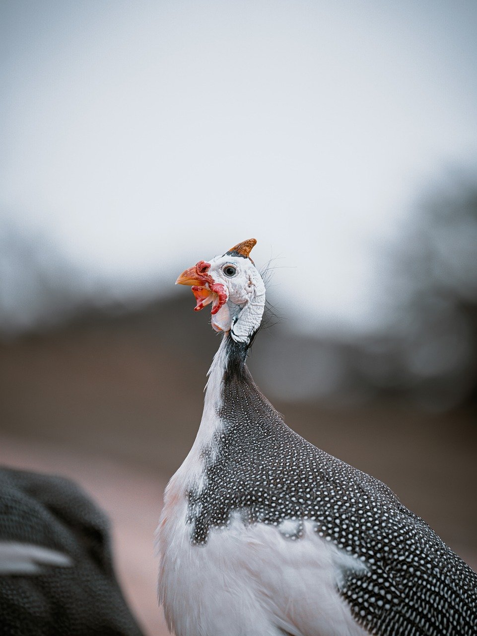 découvrez les causes et les conséquences du déclin des populations d'oiseaux à travers le monde, ainsi que les actions possibles pour les protéger.