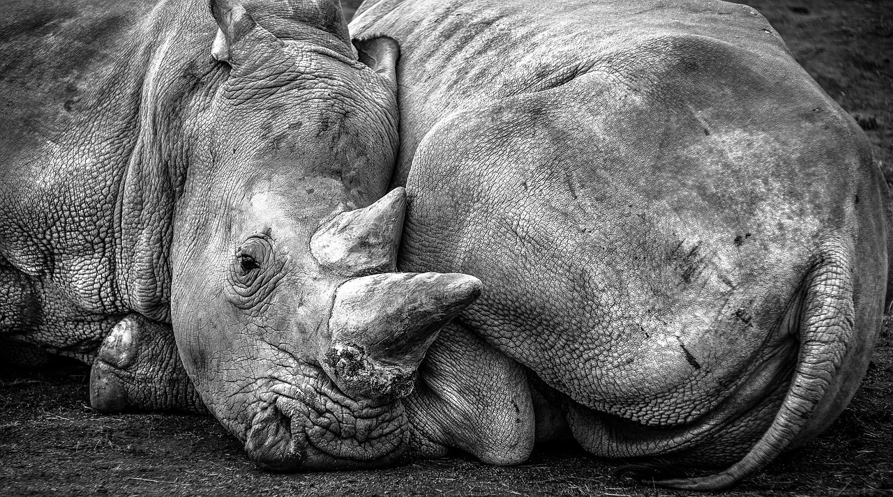 découvrez les espèces en danger et les efforts pour préserver la biodiversité mondiale. informez-vous sur les causes de l'extinction et comment agir.