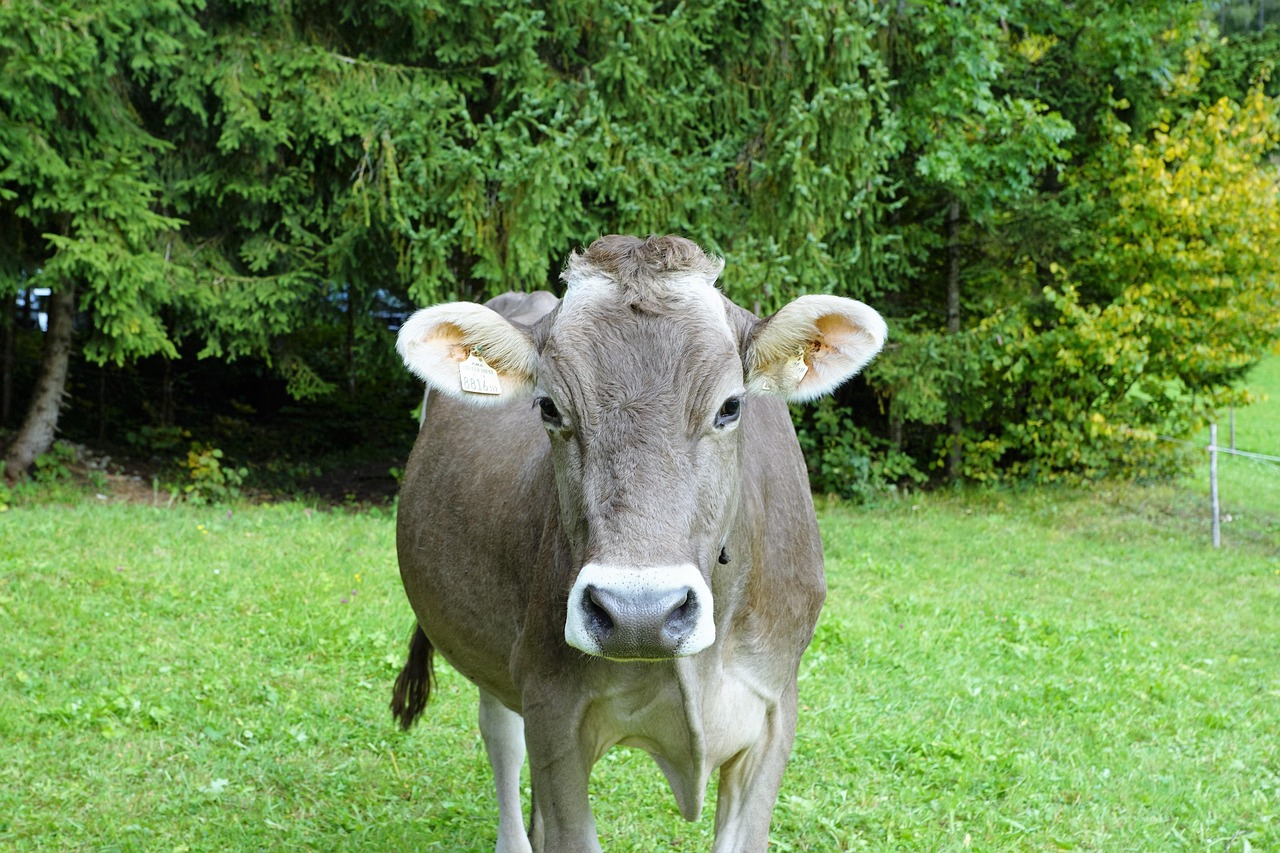 découvrez les étapes clés de la production de fromage, des matières premières à l’affinage, et apprenez comment chaque processus influence saveur et texture pour des fromages de qualité.