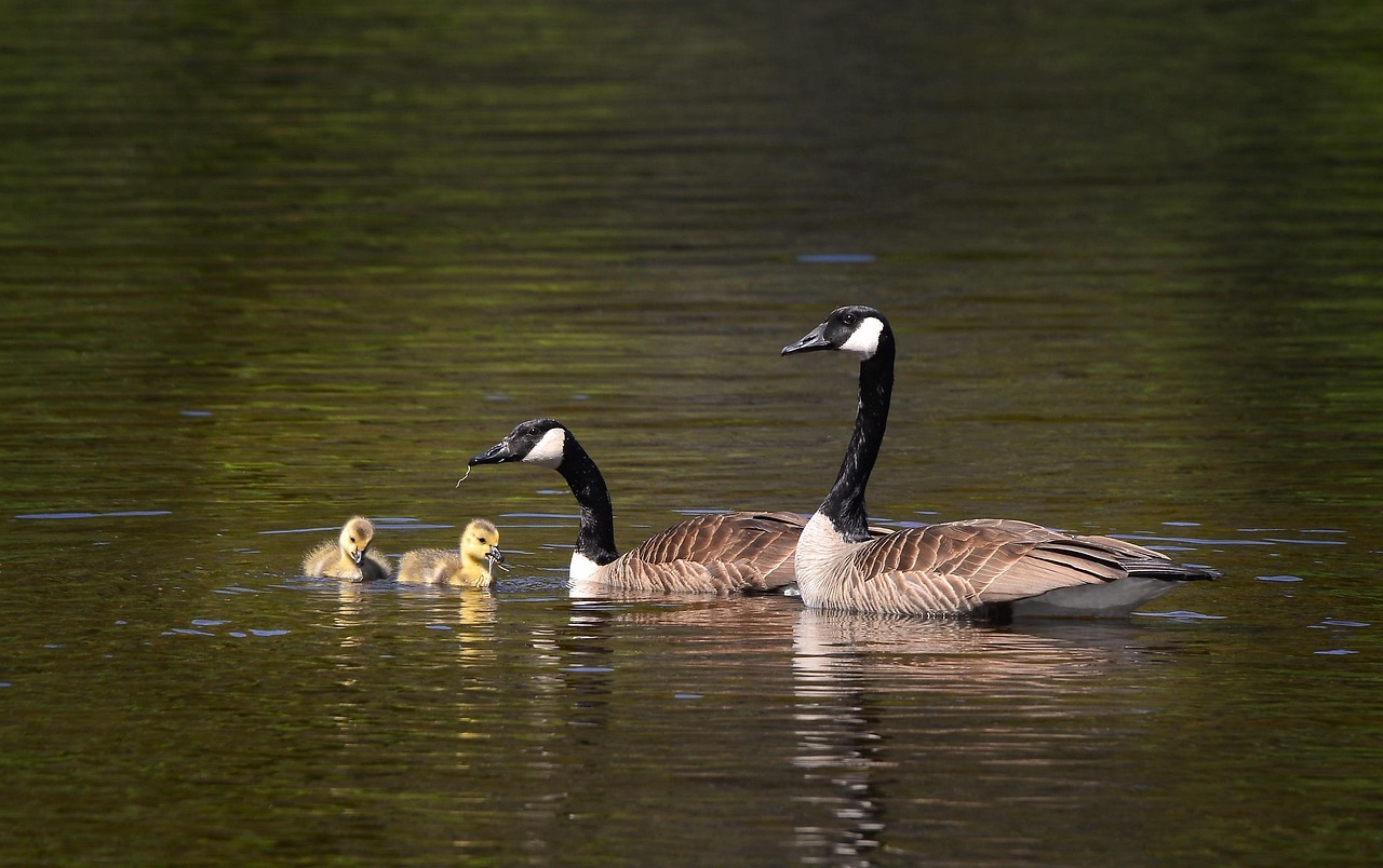 découvrez l'importance de la biodiversité pour notre planète. plongez dans les écosystèmes variés, l'interdépendance des espèces et les efforts de conservation essentiels pour préserver la richesse naturelle de notre environnement.