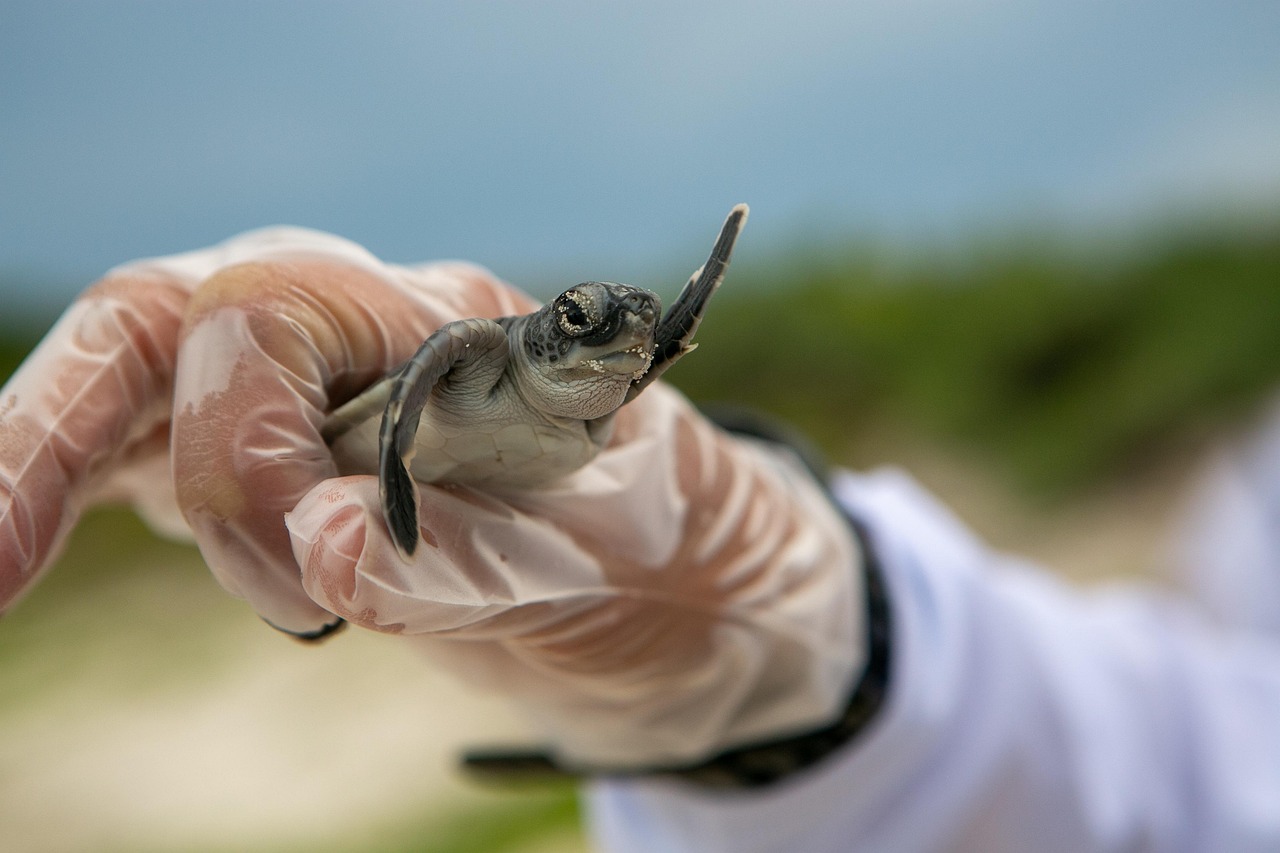 traité sur la conservation de la biodiversité marine : un accord international visant à protéger et préserver les écosystèmes marins pour les générations futures.