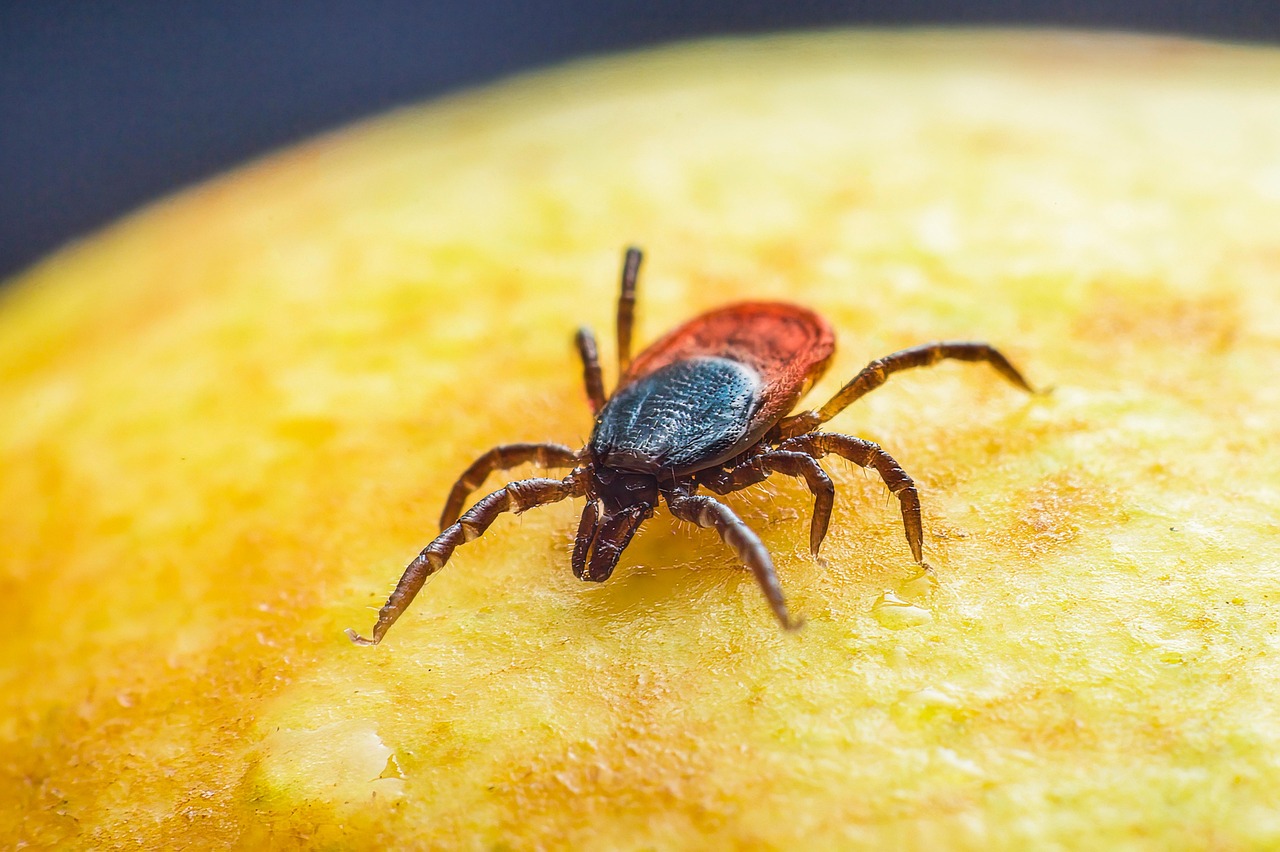 invasion massive de tiques géantes : découvrez comment les contrer et protéger votre famille de ces parasites envahissants.