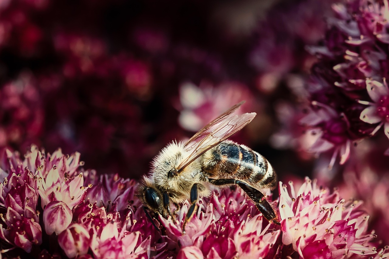 découvrez l'importance de la biodiversité pour notre planète, ses défis et les actions que nous pouvons entreprendre pour protéger la richesse des écosystèmes. ensemble, préservons notre héritage naturel.