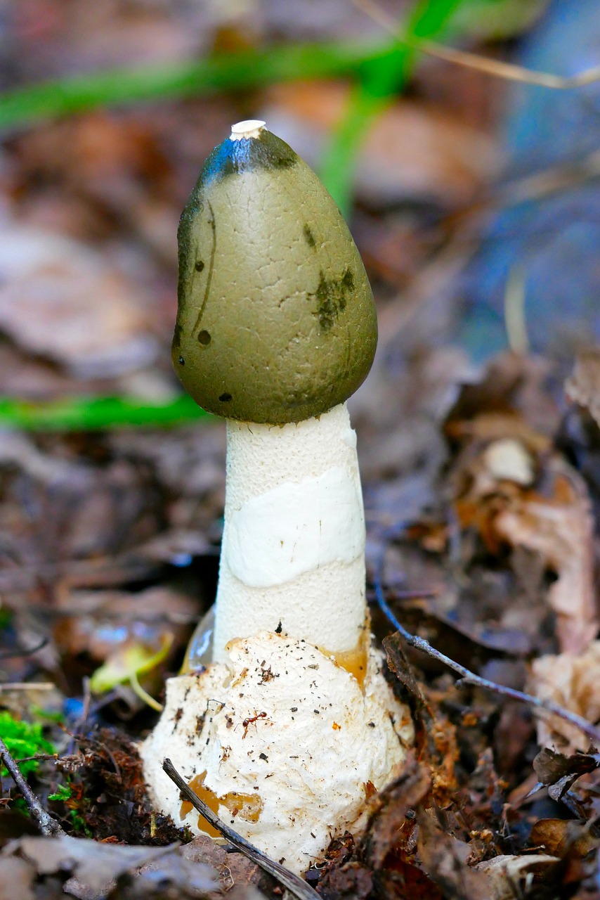 découvrez les bienfaits et les utilisations de la morille, un champignon savoureux prisé en gastronomie. apprenez comment le cuisiner, ses propriétés nutritionnelles et les meilleures recettes pour en profiter pleinement.