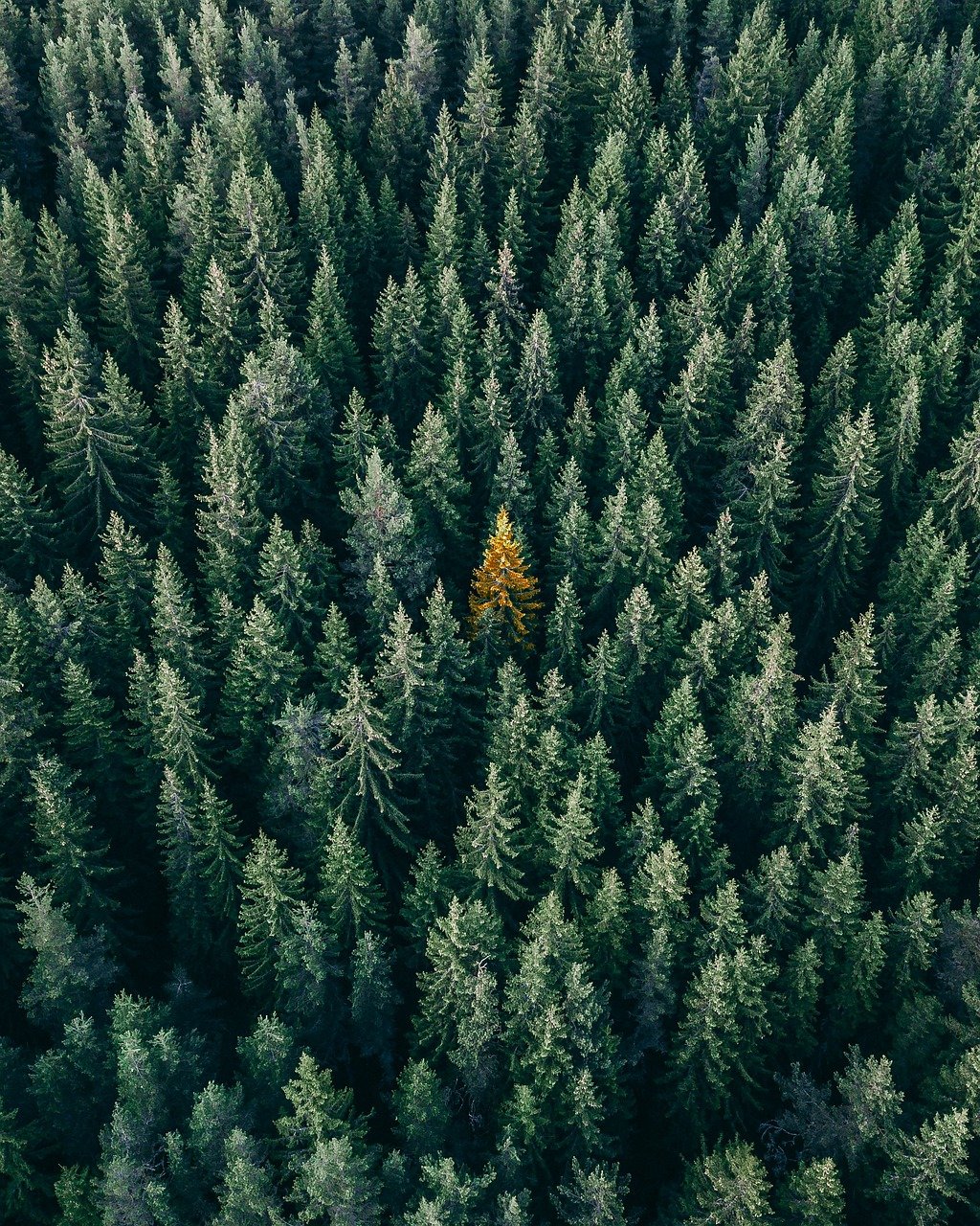 découvrez notre site consacré à l'environnement, où nous explorons les enjeux écologiques, les initiatives durables et les conseils pratiques pour protéger notre planète. engagez-vous pour un futur plus vert!