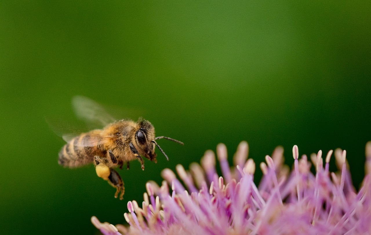 découvrez l'importance de la biodiversité pour notre planète. explorez les différentes espèces, leurs écosystèmes et comment leur protection contribue à un avenir durable et en harmonie avec la nature.