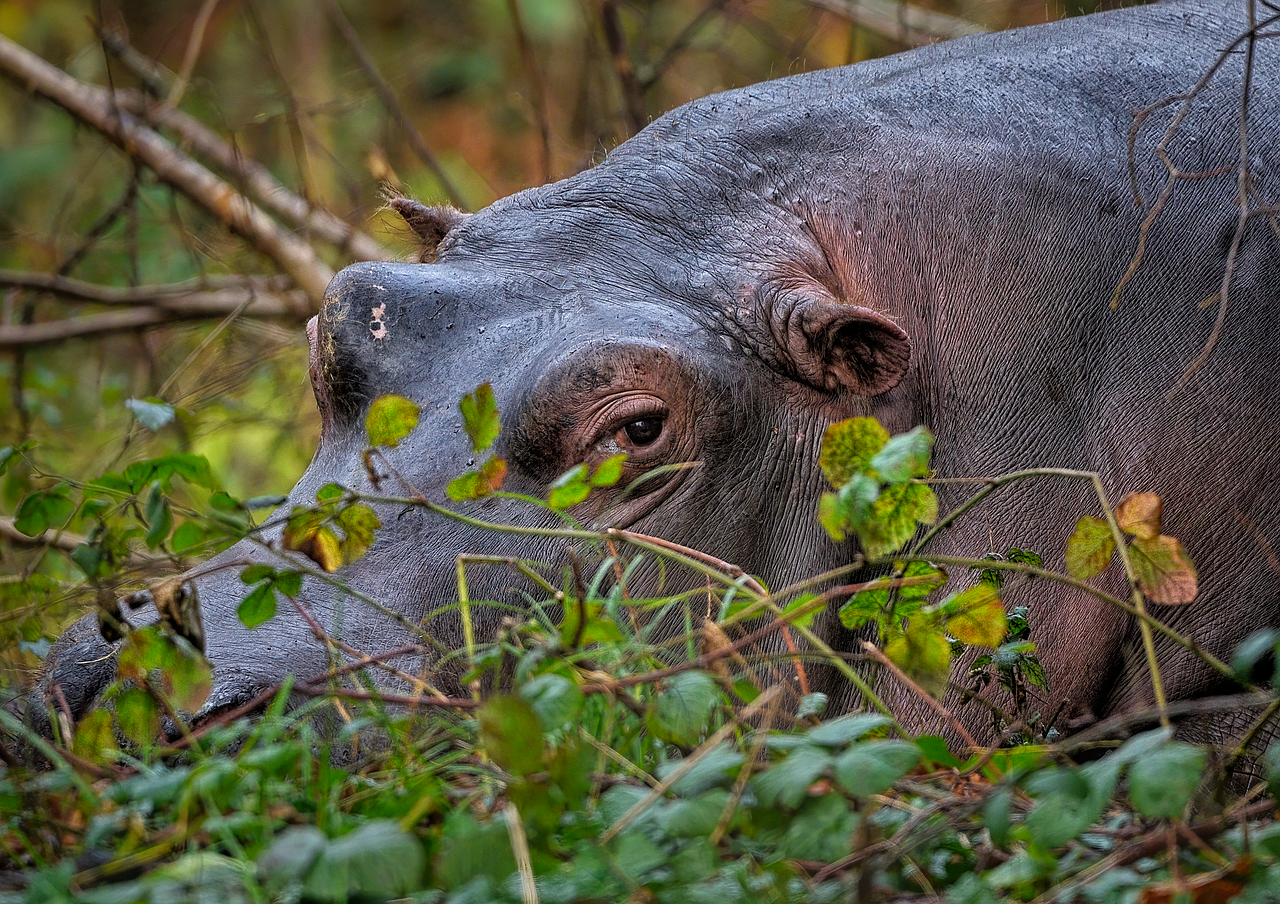 découvrez les menaces liées à la régulation des populations d'hippopotames et leurs impacts sur l'écosystème.