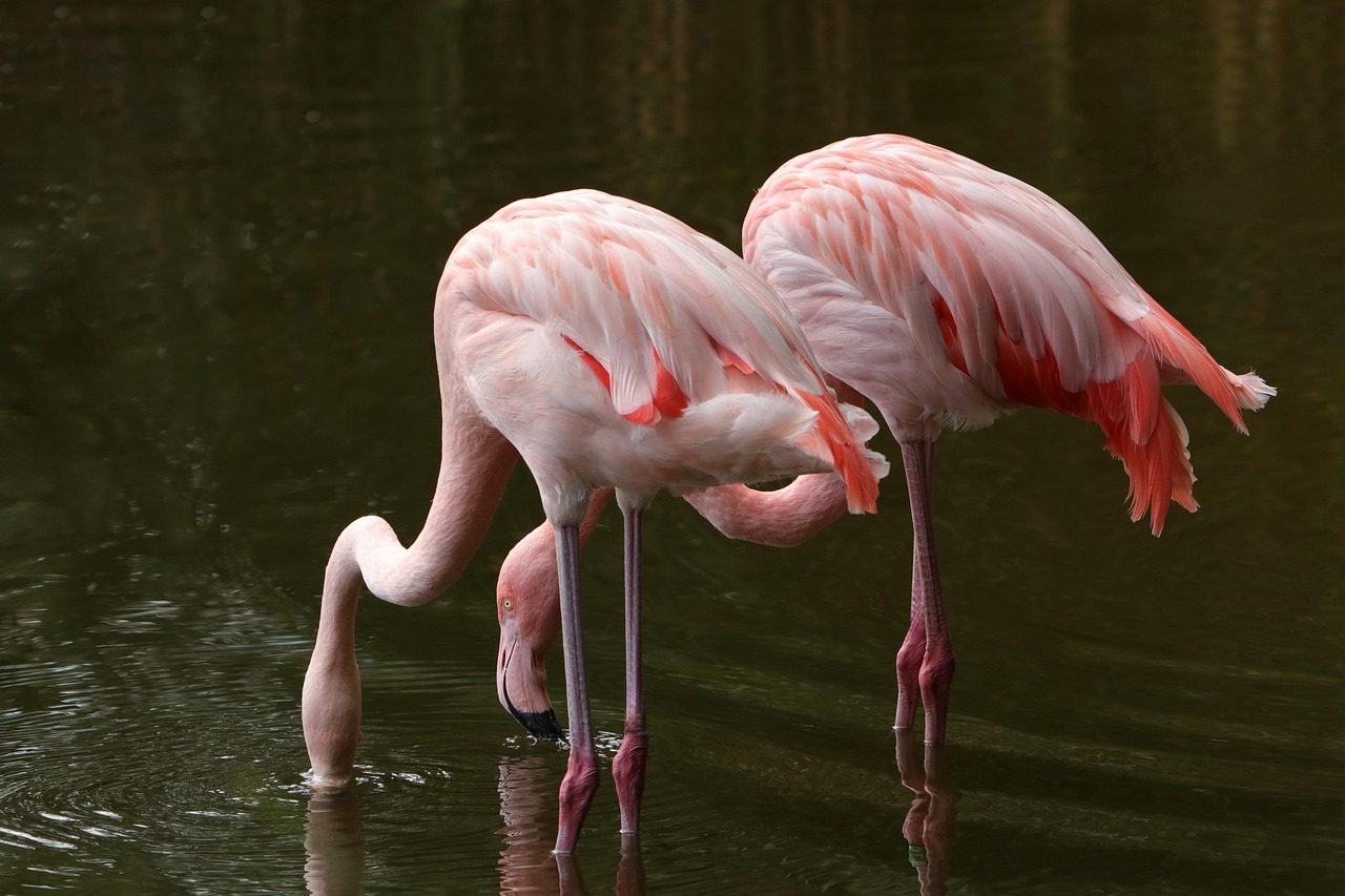 découvrez l'importance des zones humides, des écosystèmes riches en biodiversité essentiels à la régulation de l'eau et à la préservation de la nature.