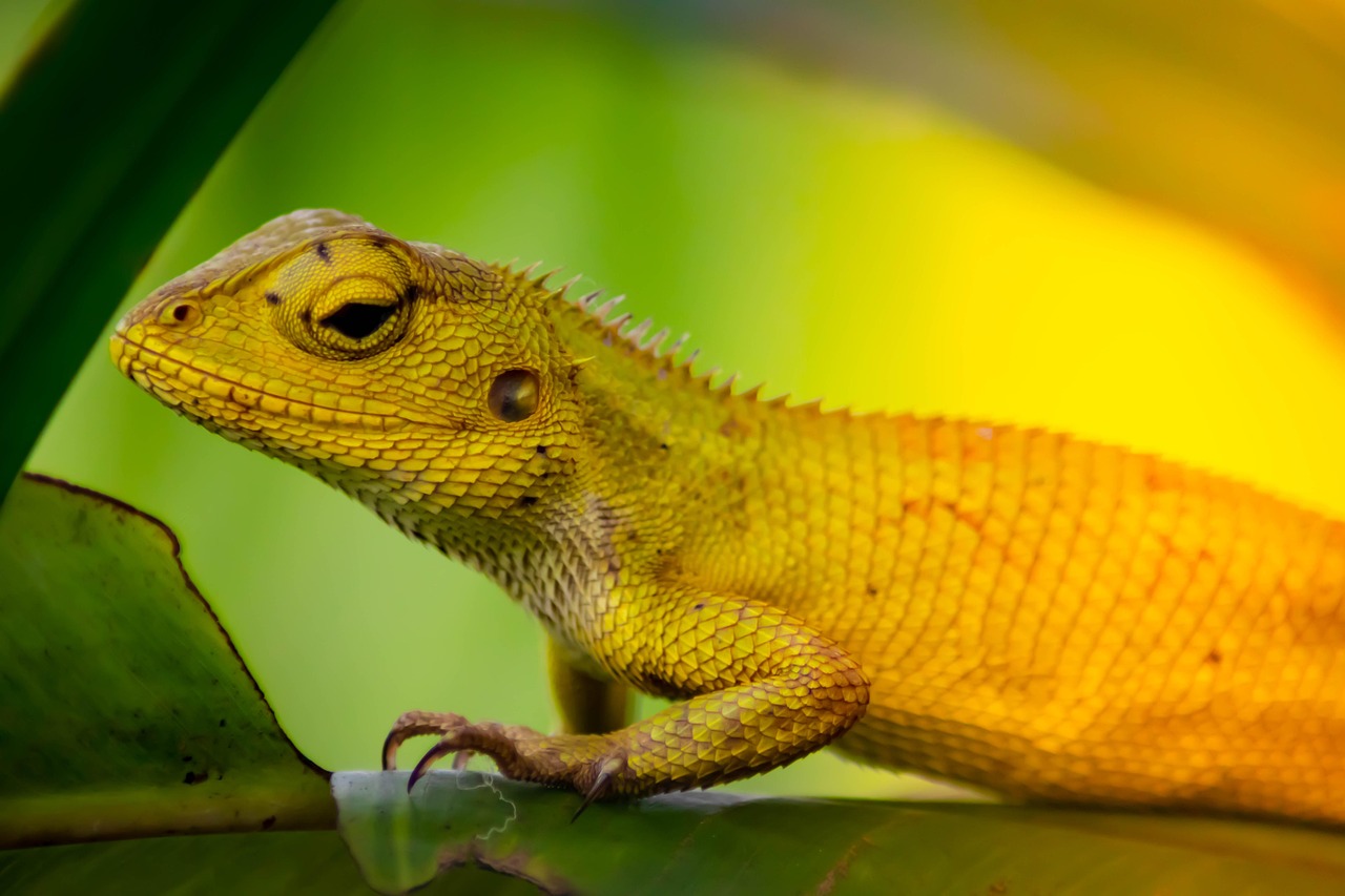 découvrez les stratégies innovantes d'adaptation des forêts face aux changements climatiques, explorant les méthodes de gestion durables, la biodiversité et la résilience des écosystèmes forestiers.