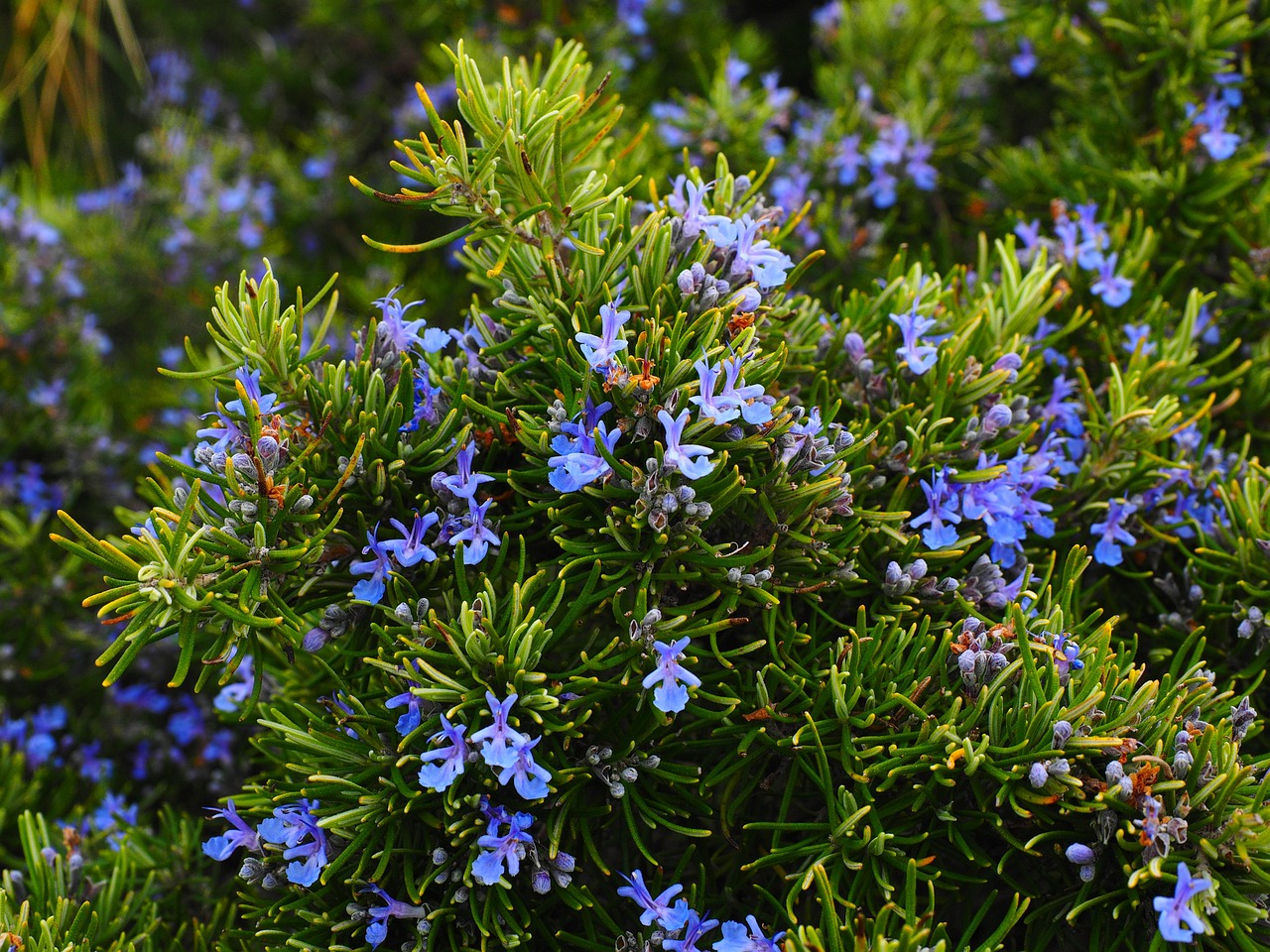découvrez la beauté et la diversité des plantes méditerranéennes. des espèces aromatiques aux magnifiques floraisons, explorez comment ces plantes s'adaptent à leur environnement chaud et sec tout en apportant une touche de couleur à vos jardins et terrasses.