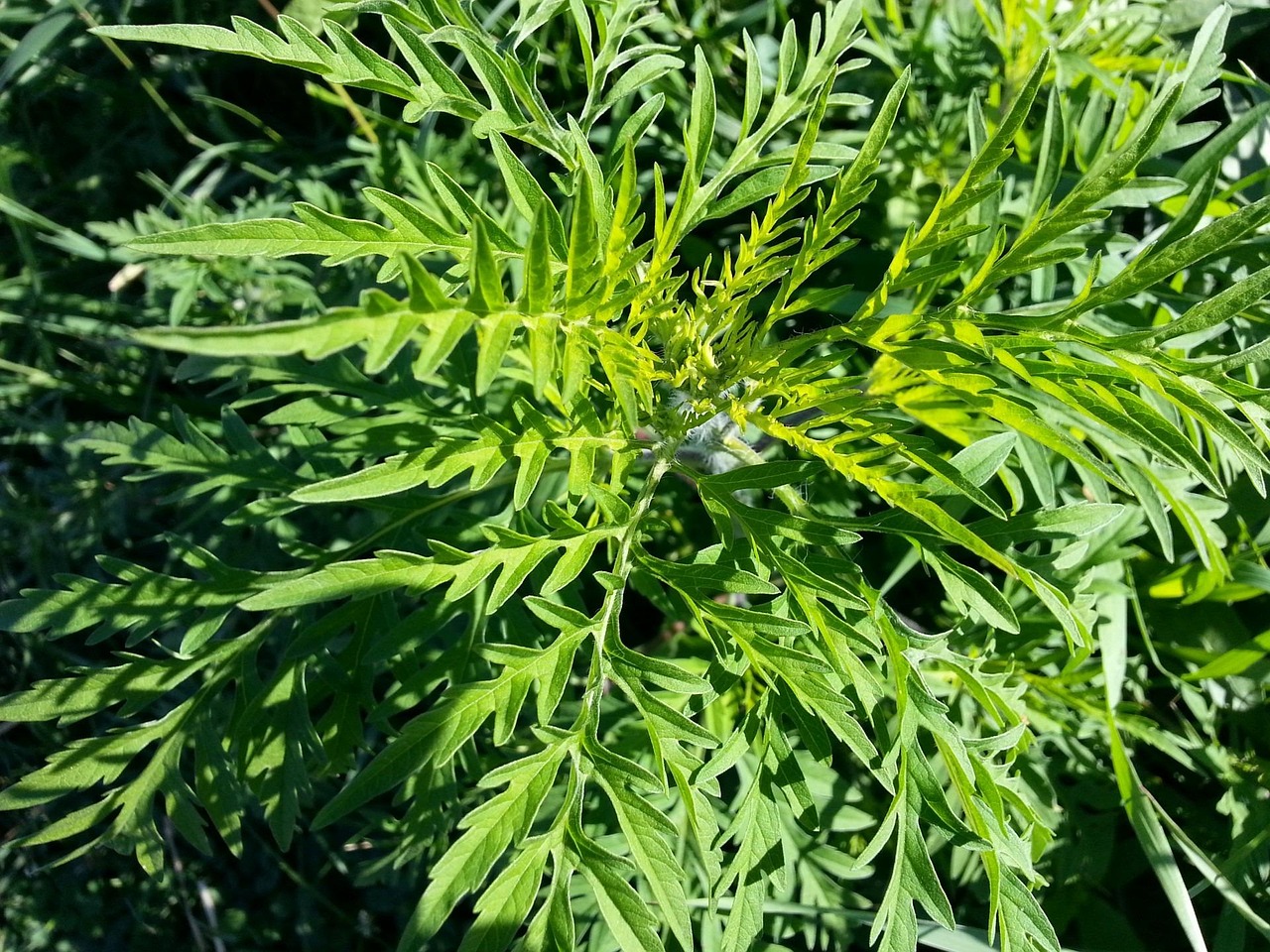 découvrez tout ce qu'il faut savoir sur les allergies : causes, symptômes, traitements et conseils pour mieux vivre au quotidien.