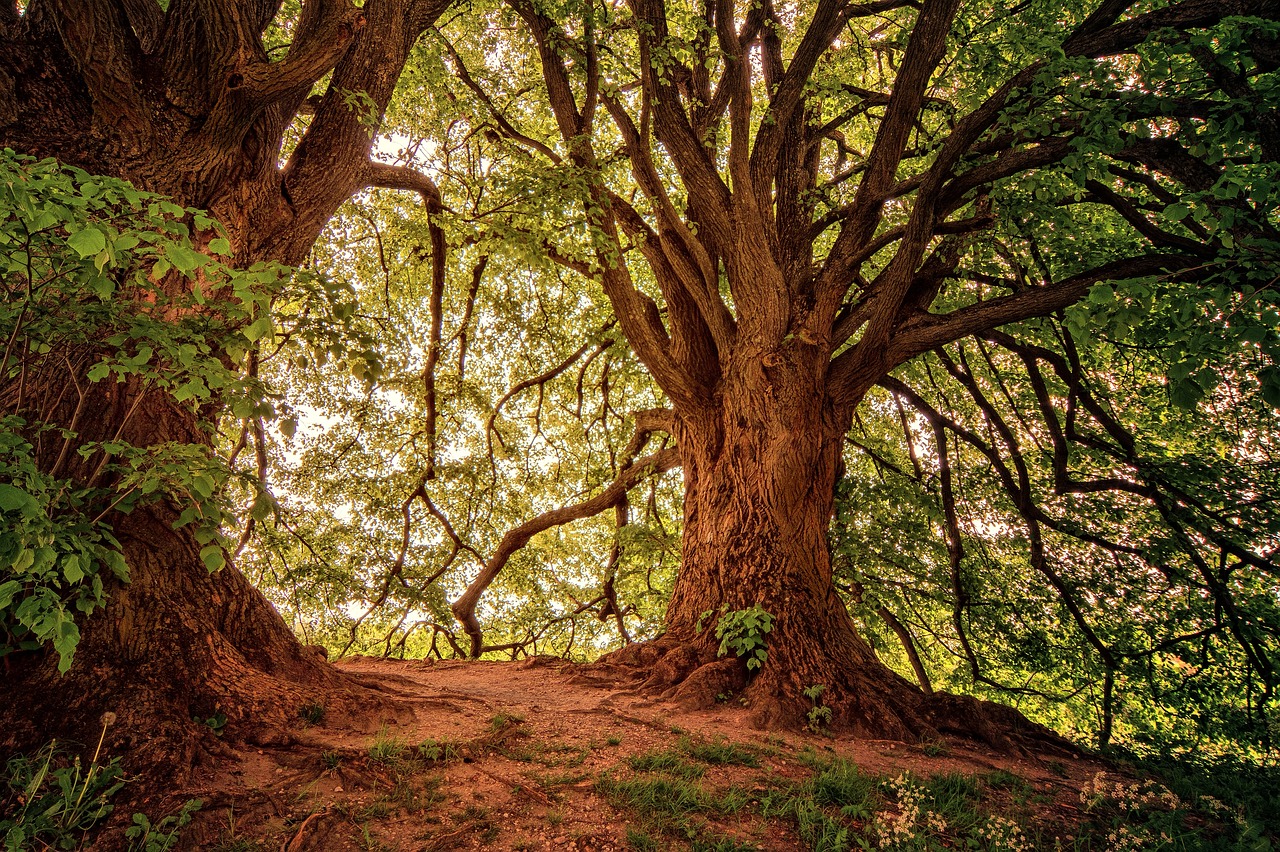 découvrez la richesse et la diversité des forêts, des écosystèmes vitaux pour notre planète. explorez leur rôle crucial dans la préservation de la biodiversité, le stockage du carbone et la fourniture de ressources naturelles. plongez dans l'univers fascinant des forêts et apprenez comment les protéger pour les générations futures.