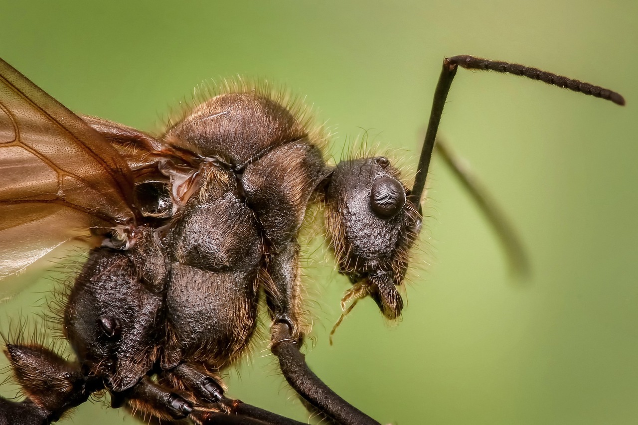 découvrez l'ant électrique, un insecte fascinant connu pour sa capacité à produire des décharges électriques afin de se défendre et capturer ses proies.