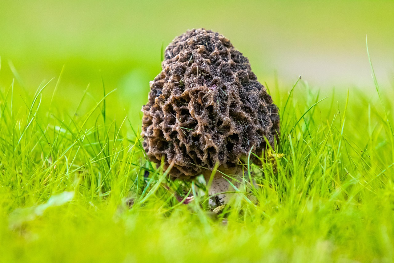 découvrez la morelle, un champignon savoureux prisé des gourmets. apprenez à le reconnaître, à le cuisiner et à l'apprécier dans vos plats pour apporter une touche d'originalité à votre cuisine.