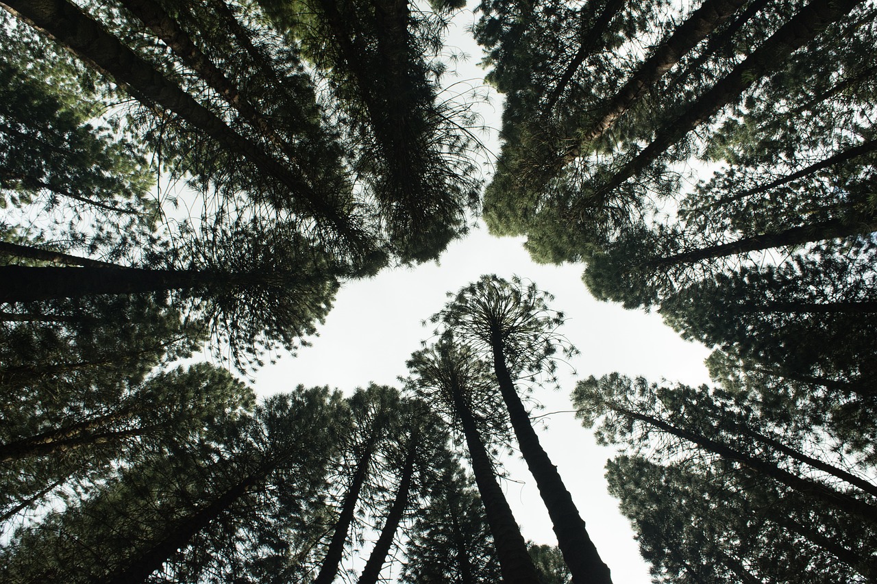 découvrez l'importance de la reforestation pour la planète. apprenez comment cette initiative contribue à la restauration des écosystèmes, lutte contre le changement climatique et préserve la biodiversité. engagez-vous dès aujourd'hui pour un avenir plus vert !
