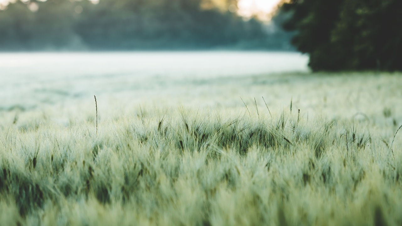 découvrez le monde fascinant de l'agriculture, ses techniques innovantes, son rôle crucial dans l'économie et l'environnement, ainsi que les défis et perspectives d'avenir pour nourrir la planète.