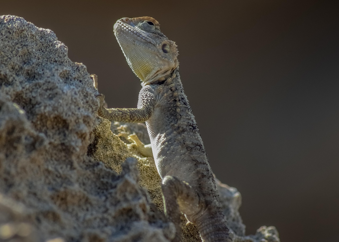 découvrez comment les stratégies d'adaptation au climat permettent aux communautés et aux écosystèmes de s'ajuster aux impacts du changement climatique, tout en favorisant la résilience et la durabilité. explorez des solutions innovantes et des pratiques exemplaires pour un avenir plus sûr.