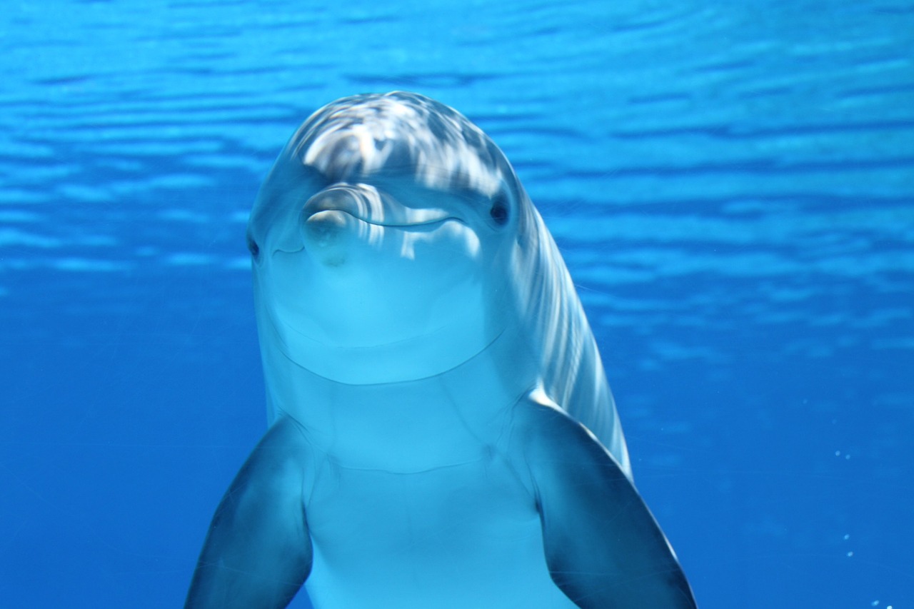 découvrez l'importance de la conservation marine pour la protection de nos océans et de la biodiversité marine. explorez des initiatives et des actions pour préserver nos écosystèmes marins vitaux.