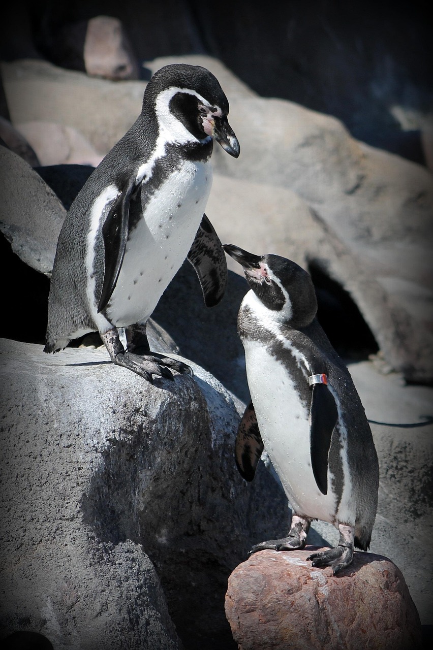 découvrez comment la rareté alimentaire affecte la faune de l'antarctique et les conséquences pour son écosystème fragile.