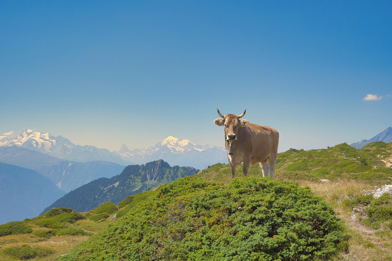 découvrez les causes et conséquences de l'effondrement des glaciers, un phénomène climatique majeur impactant notre planète.
