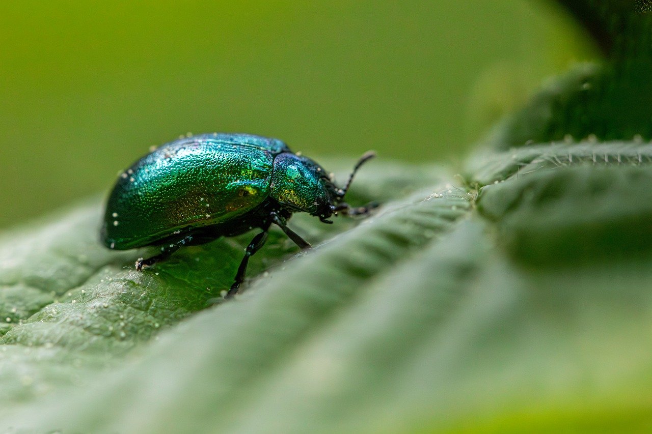 découvrez l'importance de la biodiversité pour préserver la richesse et l'équilibre des écosystèmes sur notre planète.