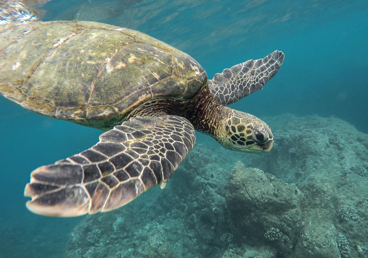 découvrez l’importance des récifs coralliens, leurs écosystèmes uniques et les menaces qui pèsent sur eux. informez-vous sur la biodiversité marine et les actions pour protéger ces trésors naturels.