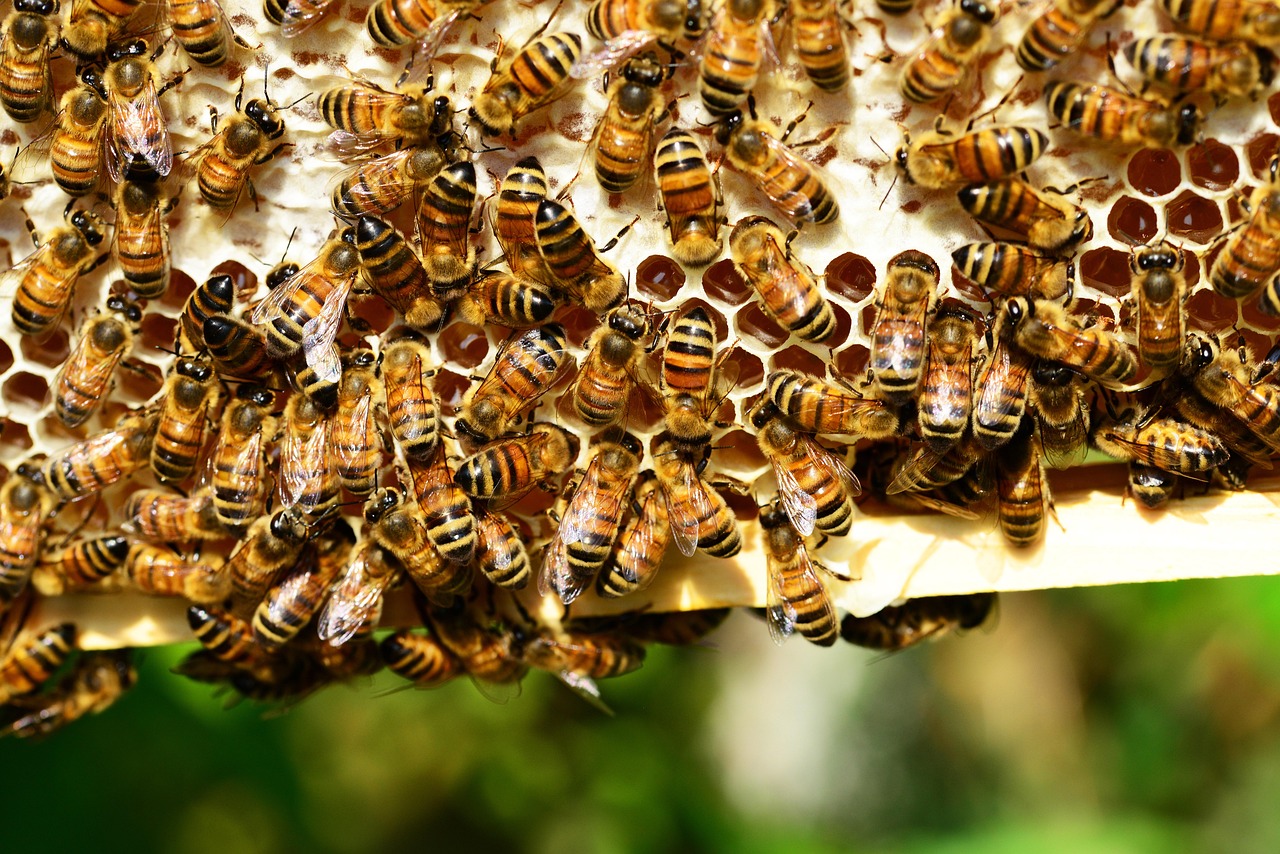 découvrez l'importance de la biodiversité pour préserver notre planète, protéger les écosystèmes et garantir un avenir durable pour toutes les espèces.