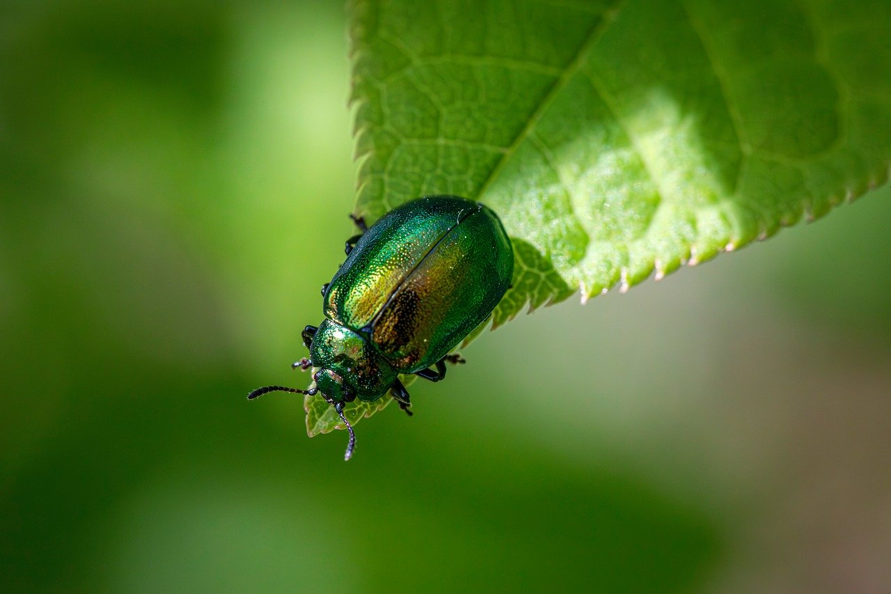 découvrez l'importance de la biodiversité, ses rôles essentiels dans l'écosystème et les actions à adopter pour préserver la richesse de la faune et de la flore sur notre planète.