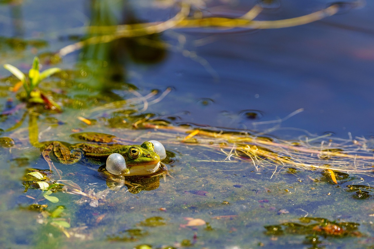 découvrez l'univers fascinant des écosystèmes, où la biodiversité se mêle aux interactions complexes entre organismes et leur environnement. explorez comment ces systèmes naturels soutiennent la vie sur terre, régulent le climat et fournissent des ressources essentielles. apprenez l'importance de conserver ces ecosystems pour les générations futures.