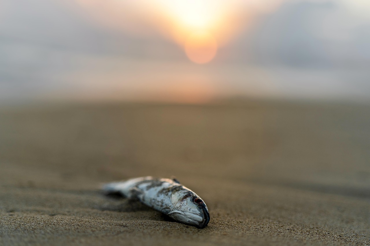 découvrez des initiatives et des conseils pour la protection des océans, préservant ainsi la biodiversité marine et l'équilibre écologique de notre planète.