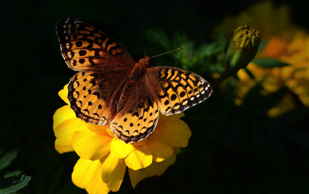 découvrez l'importance de la biodiversité pour notre planète. apprenez comment la diversité des espèces contribue à l'équilibre des écosystèmes et explorez des solutions pour préserver notre environnement. engagez-vous pour la sauvegarde de la nature aujourd'hui!