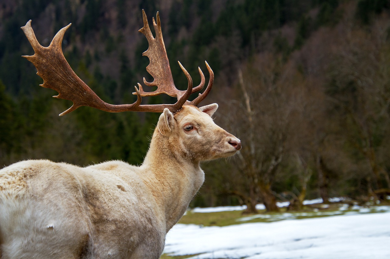 découvrez la beauté et la diversité de la faune sauvage à travers des articles, photos et vidéos captivants sur la vie animale dans son habitat naturel.