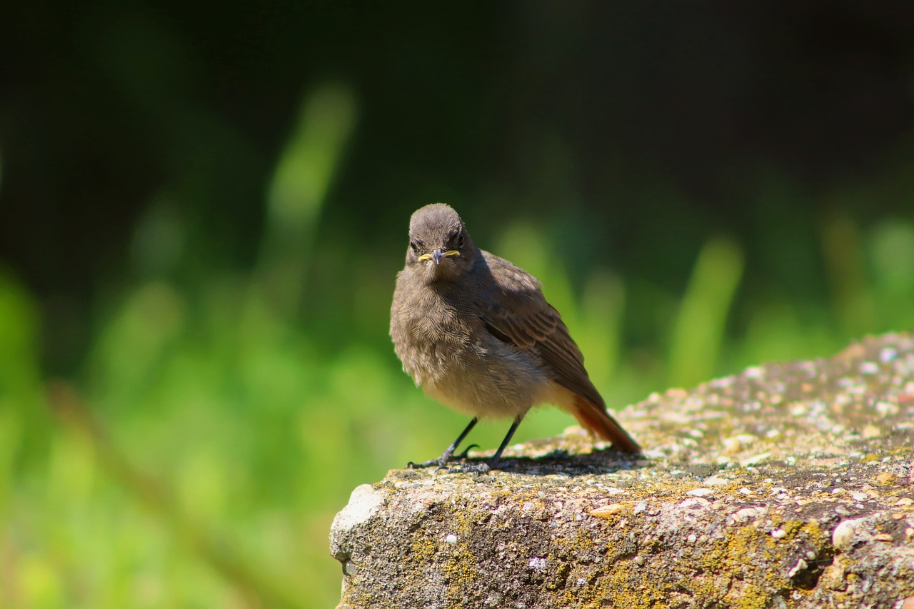 découvrez les espèces en danger d'extinction, leurs habitats menacés et les actions essentielles pour préserver la biodiversité mondiale.