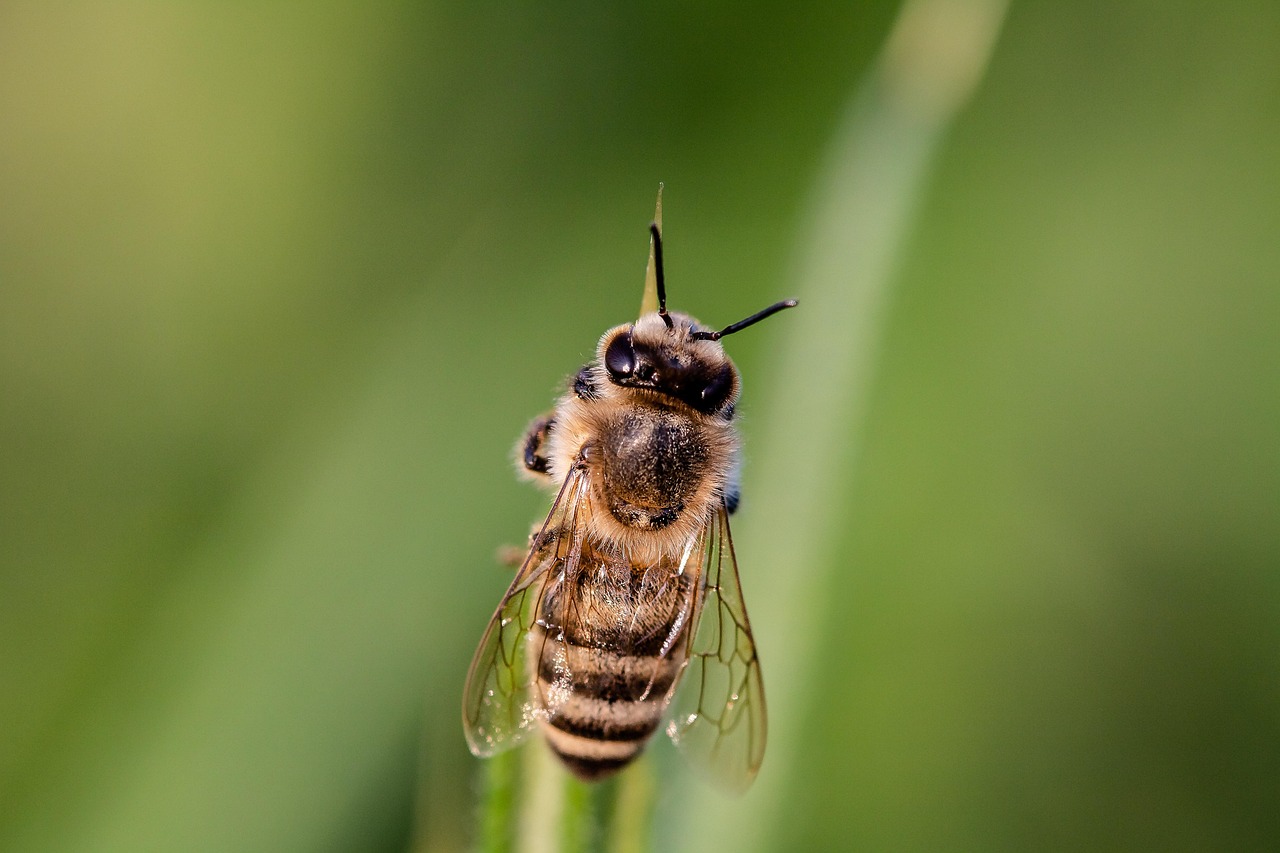 découvrez l'importance de la biodiversité, ses bienfaits pour l'environnement et les actions à entreprendre pour protéger la richesse des espèces vivantes sur terre.
