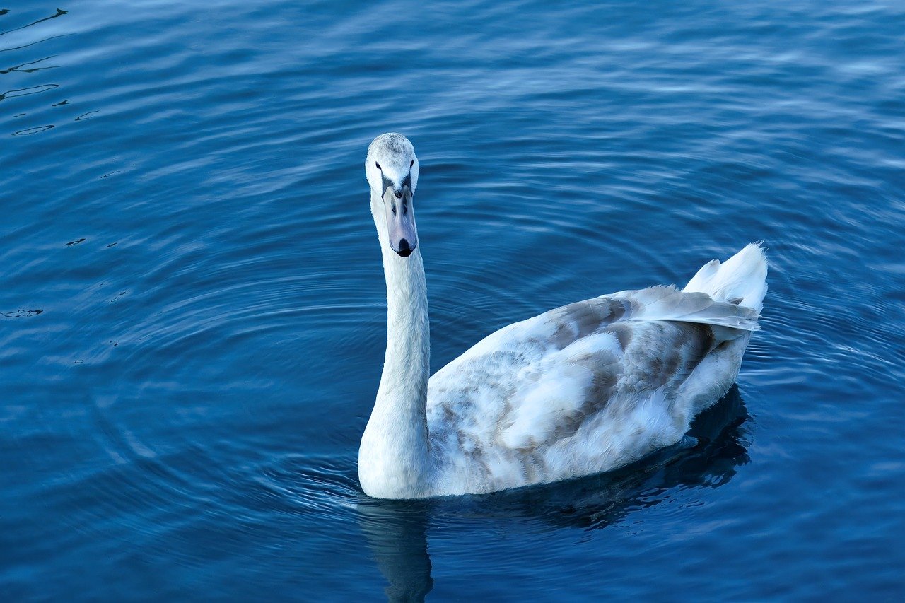 découvrez l'habitat naturel et ses richesses écologiques. explorez les écosystèmes variés, la faune et la flore qui évoluent en harmonie. plongez dans l'importance de préserver notre environnement pour les générations futures.