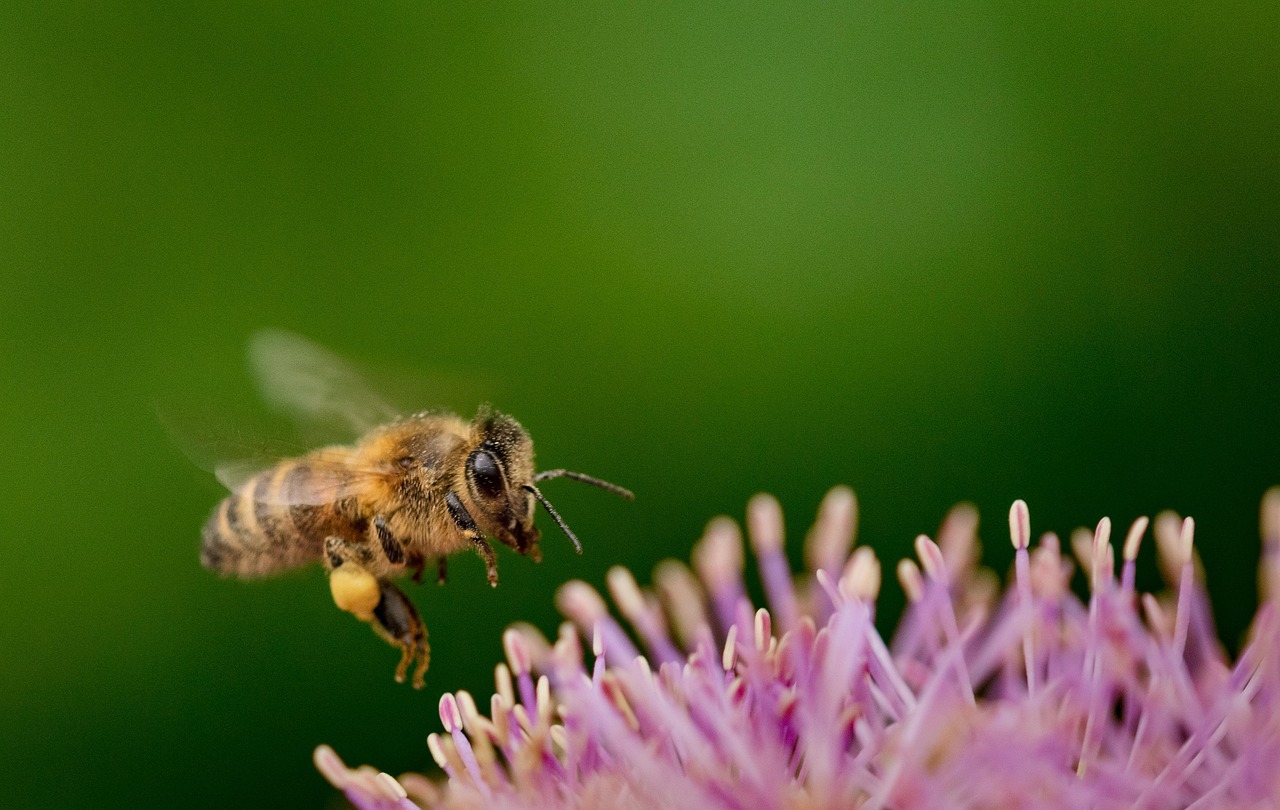 découvrez l'importance de la biodiversité, son rôle essentiel dans les écosystèmes et les actions pour la préserver.