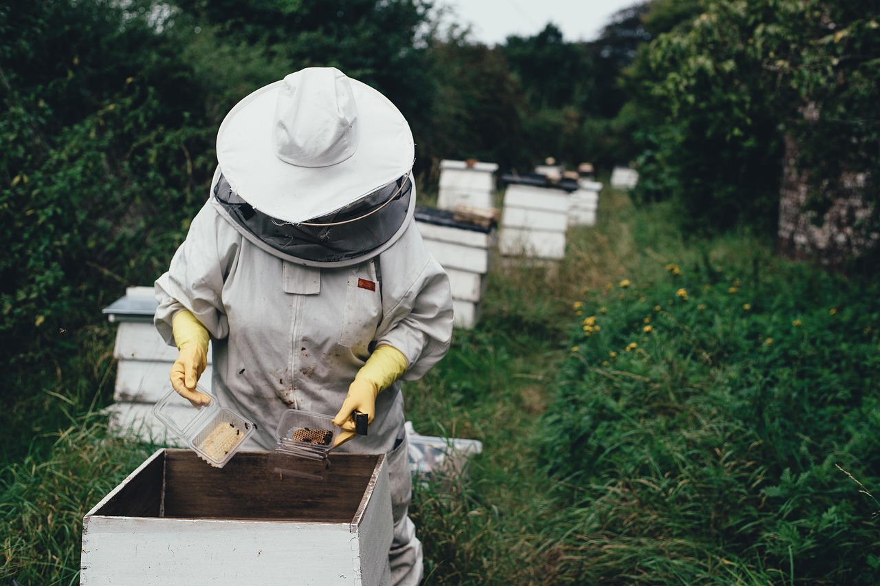 découvrez le bee wrap, une alternative écologique au film plastique pour emballer vos aliments de manière durable et réutilisable.