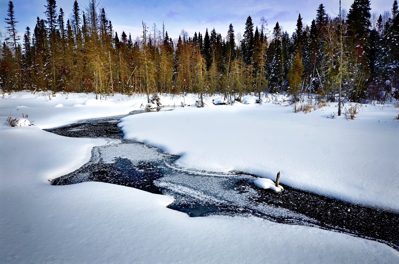 découvrez la richesse des écosystèmes, ces complexes interconnectés où la vie s'épanouit. apprenez l'importance de la biodiversité, des interactions entre espèces et de la préservation des habitats naturels pour maintenir l'équilibre de notre planète.