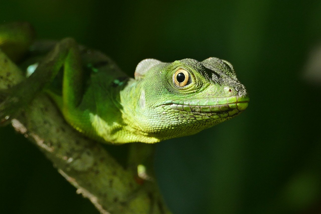 découvrez l'importance de la biodiversité et son rôle crucial dans l'équilibre des écosystèmes pour préserver la vie sur terre.