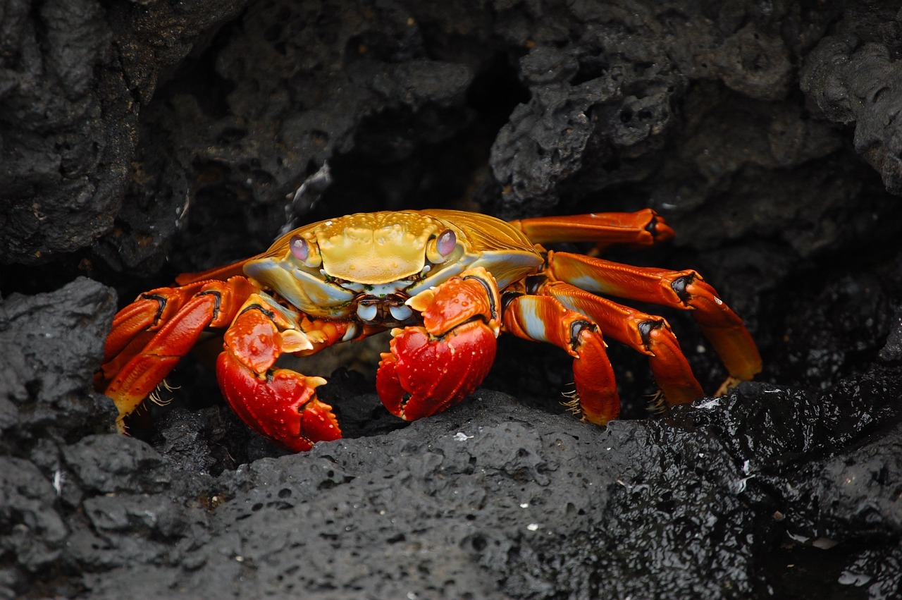 découvrez la richesse de la biodiversité marine, un écosystème complexe qui abrite une multitude d'espèces marines et joue un rôle essentiel dans la santé de notre planète. explorez les menaces qui pèsent sur ces habitats et l'importance de leur préservation pour un avenir durable.