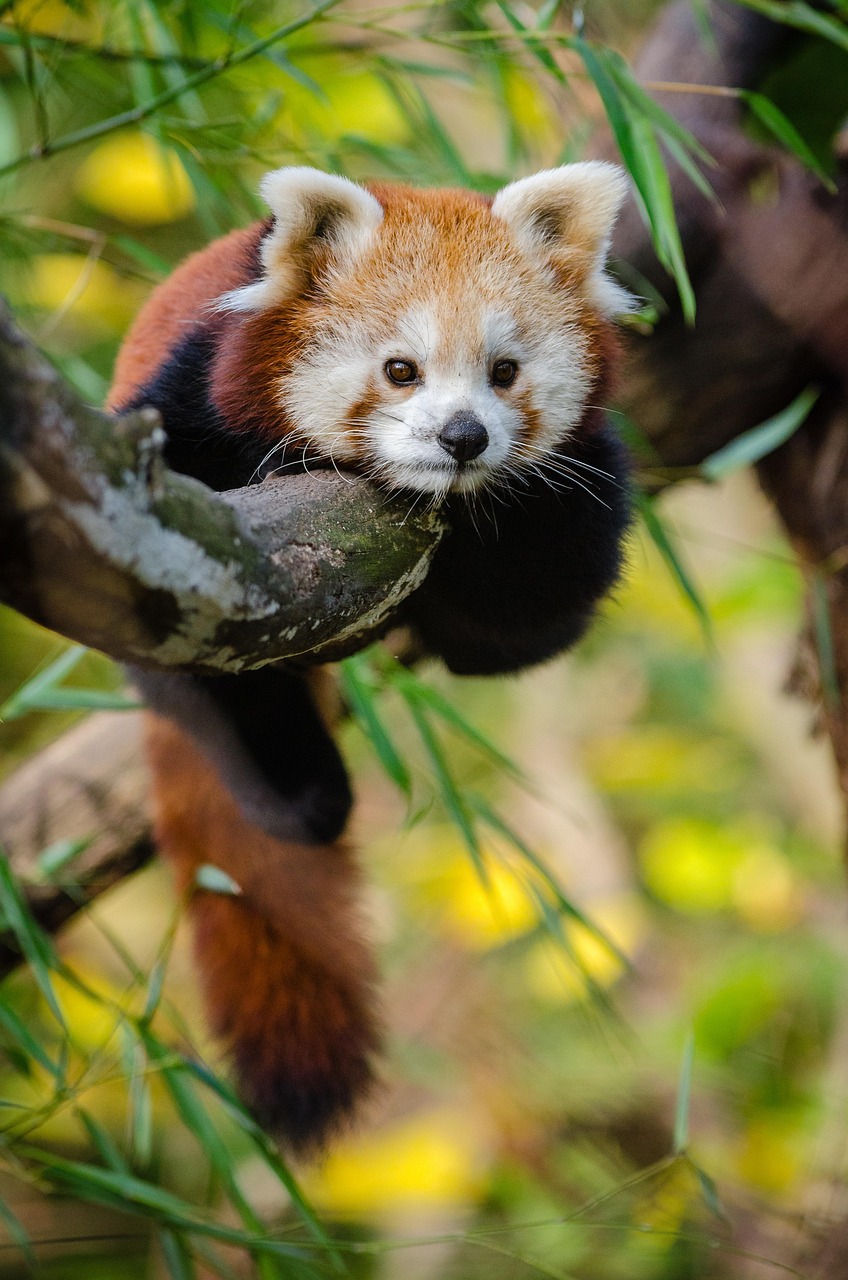 découvrez l'importance de la conservation des forêts pour protéger la biodiversité, lutter contre le changement climatique et préserver les écosystèmes essentiels.