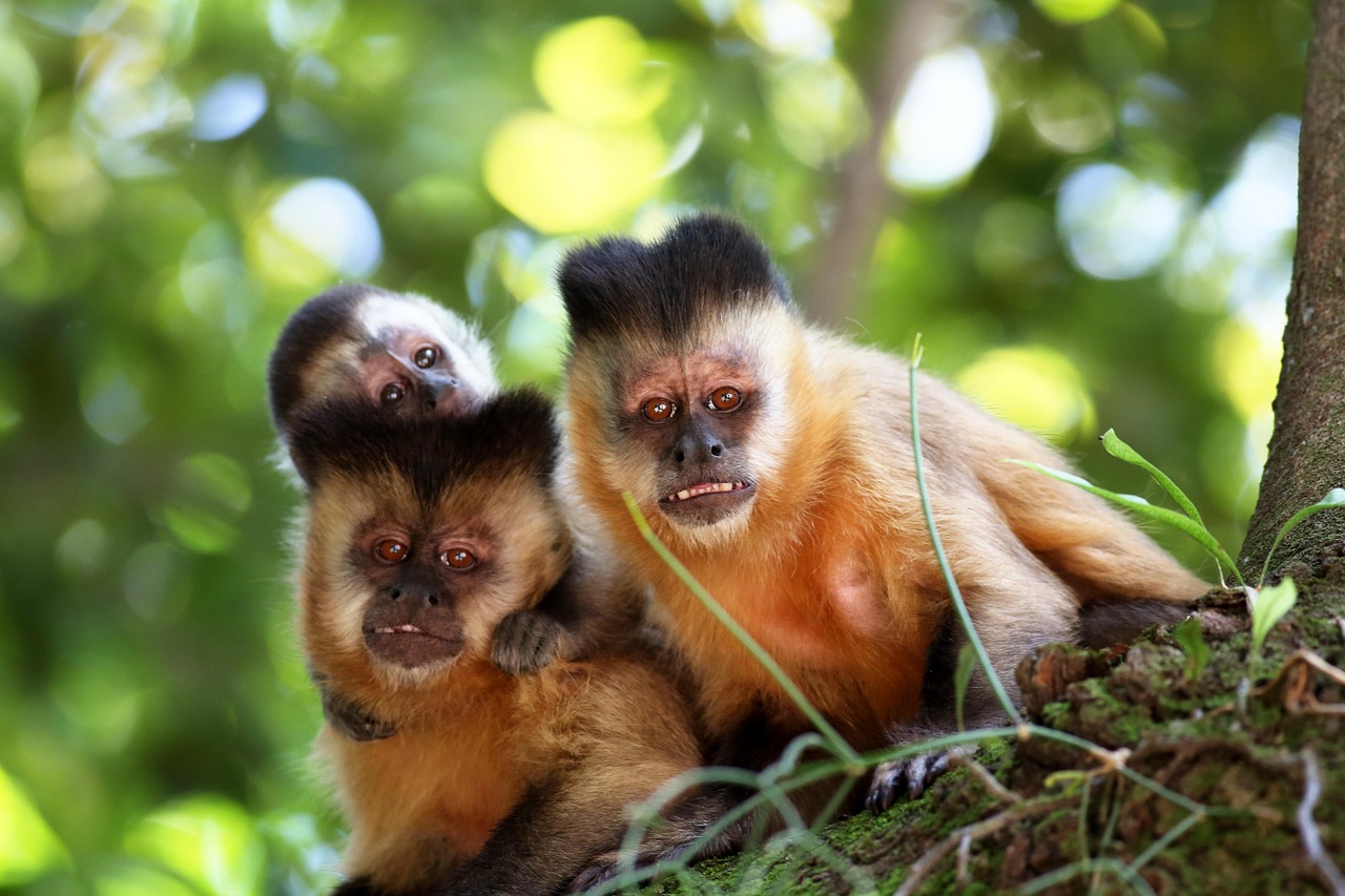 découvrez l'importance des habitats naturels pour la biodiversité et l'environnement. explorez comment ces écosystèmes préservent la faune et la flore, tout en jouant un rôle crucial dans la régulation climatique et les ressources naturelles.
