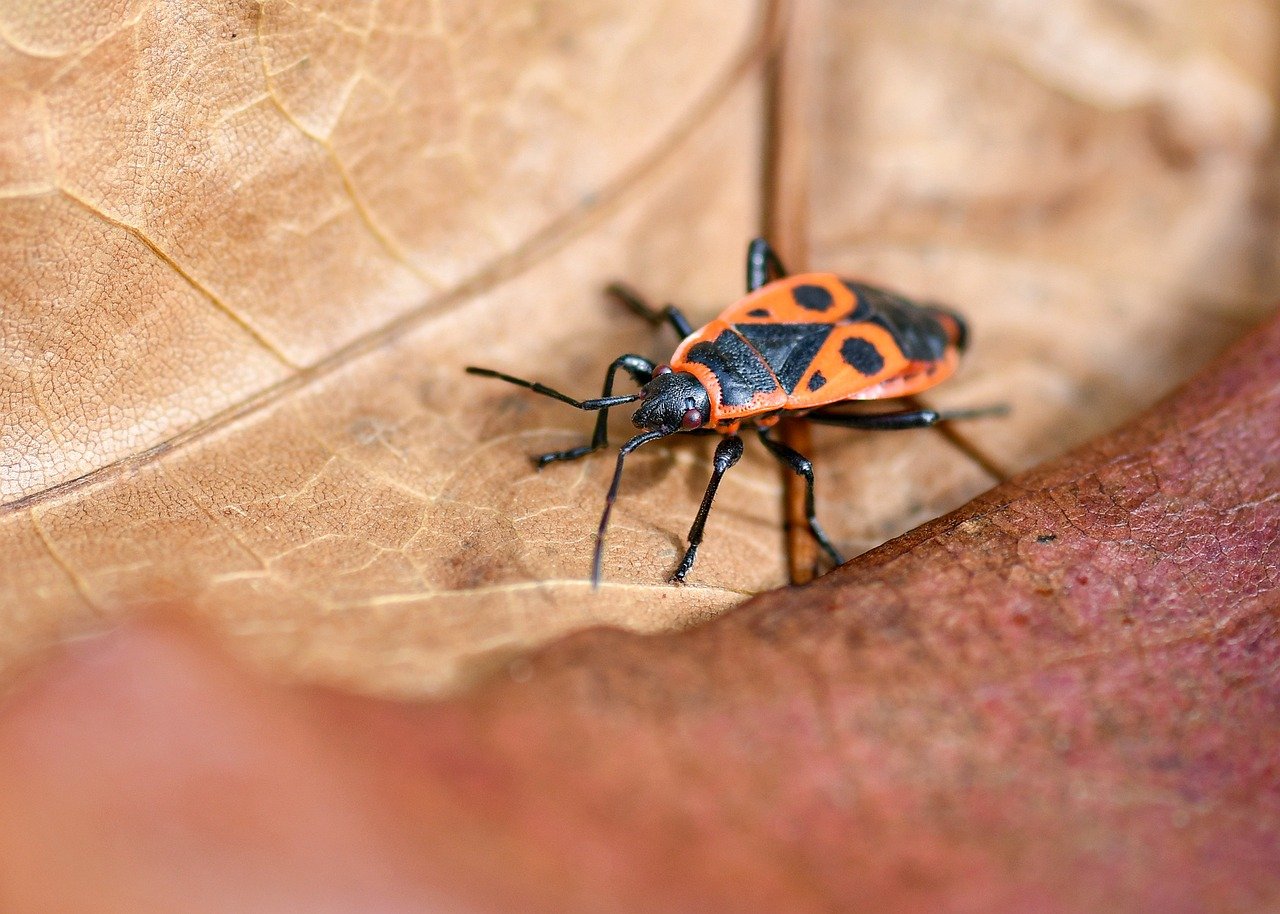 découvrez l'importance de la biodiversité, son rôle essentiel dans l'équilibre des écosystèmes et les actions pour la préserver.