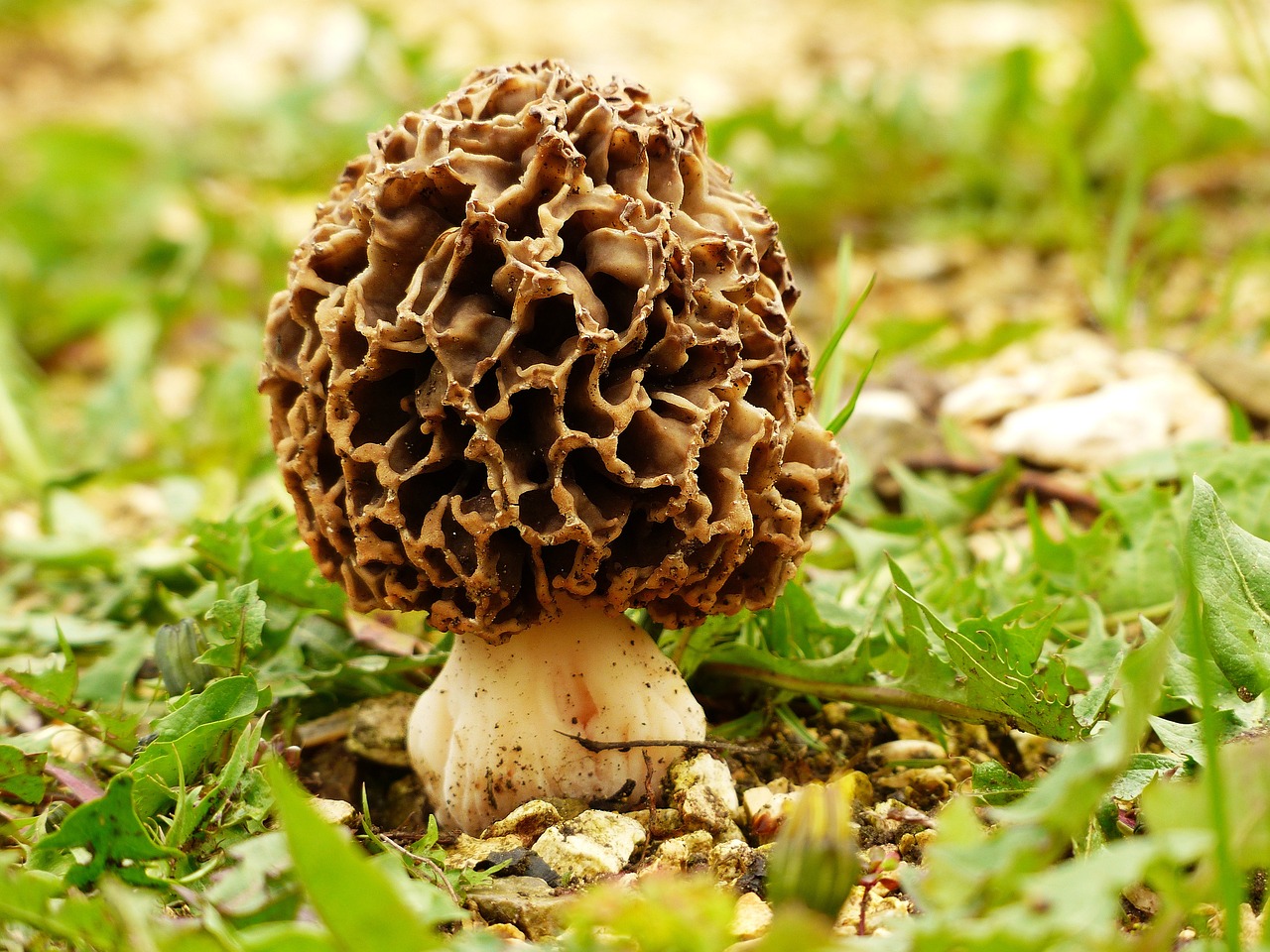 découvrez l'univers fascinant des morilles, ces champignons raffinés prisés en cuisine pour leur saveur unique et leur texture délicate. apprenez à les reconnaître, à les cuisiner et à les intégrer dans vos recettes pour sublimer vos plats.