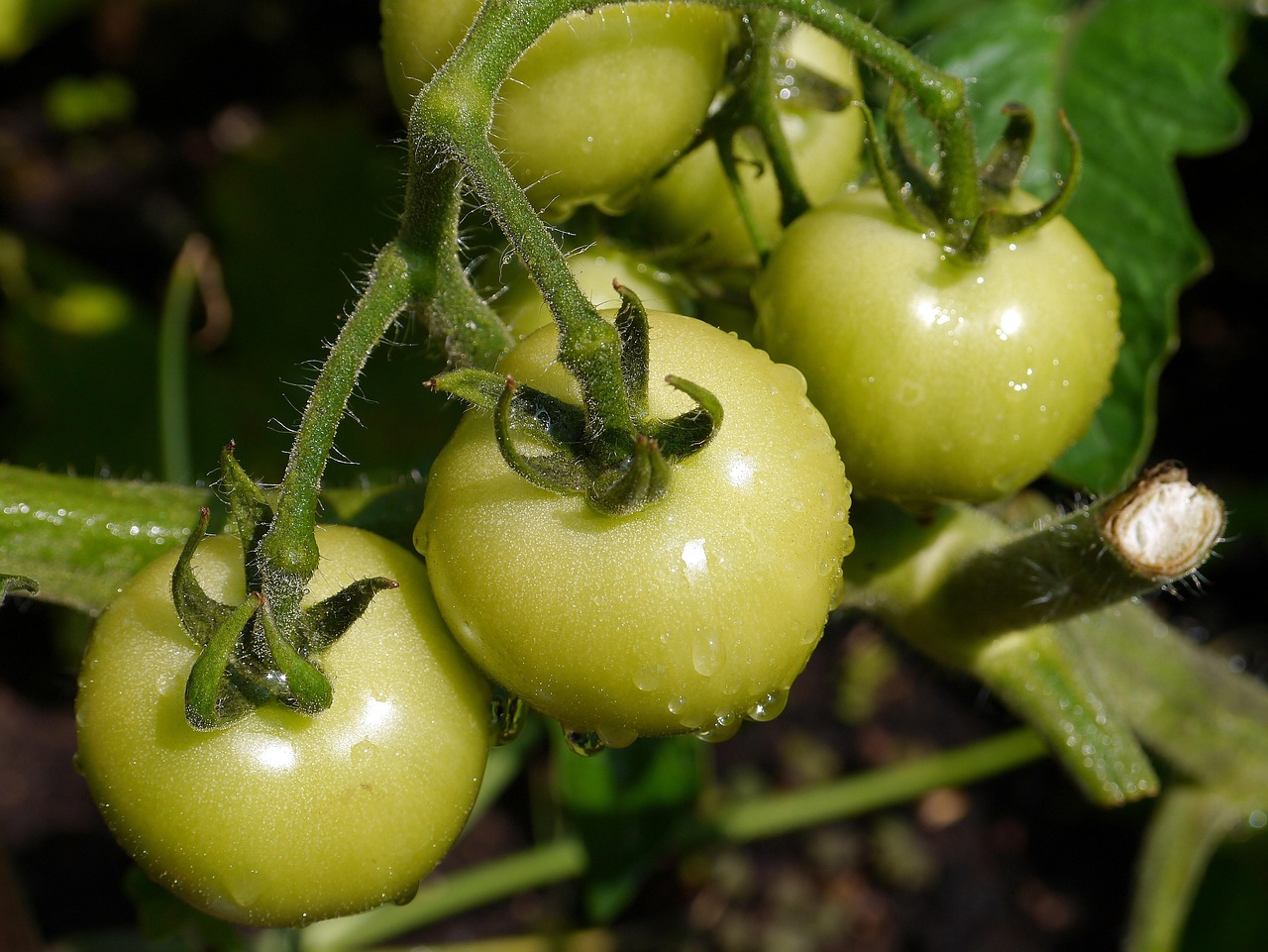 découvrez une sélection variée de variétés de tomates, adaptées à tous les goûts et climats, pour réussir votre culture potagère.