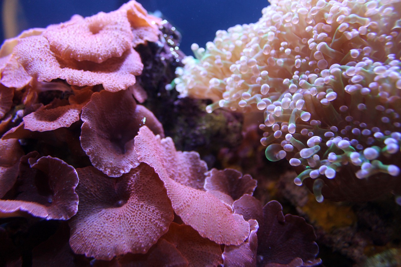 découvrez les causes et conséquences du blanchissement des coraux, un phénomène alarmant qui menace les écosystèmes marins. apprenez comment le changement climatique et la pollution affectent la santé des récifs coralliens et les actions à entreprendre pour préserver ces trésors marins.